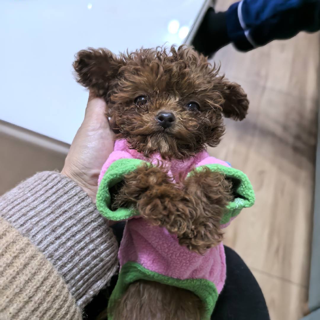 小泰迪王可乐的日常