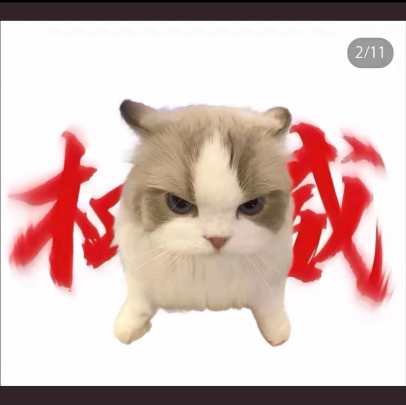 DongD猫meme剧场