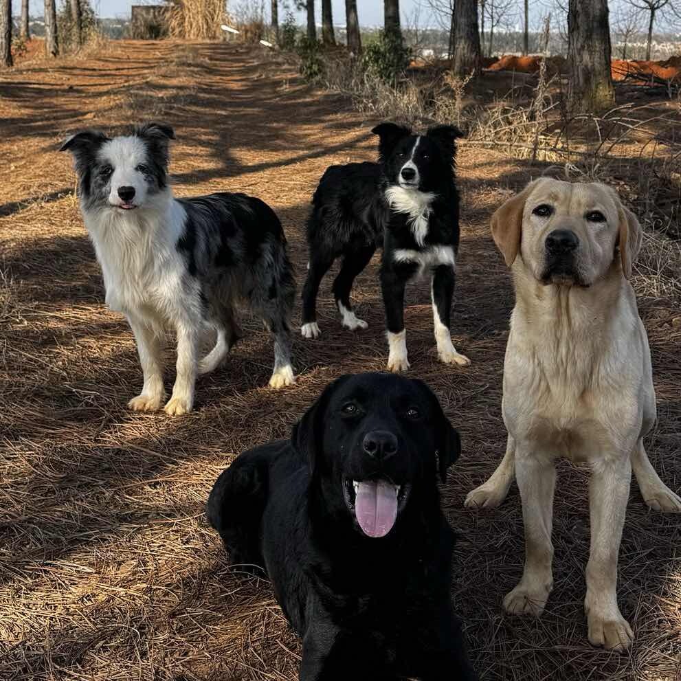 锦先生的犬