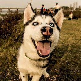 昂昂昂闲鱼一条