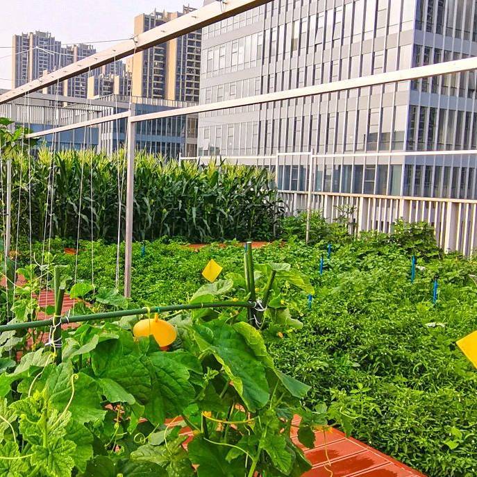City小菜园