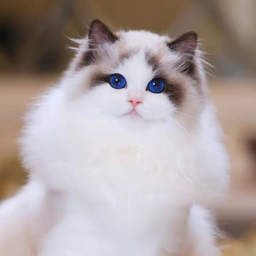 OPM布偶猫舍