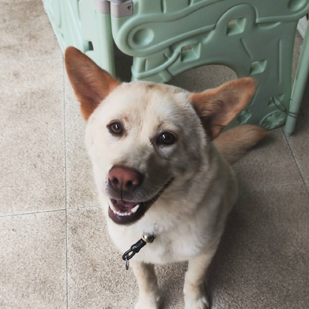 花卷是只田园犬