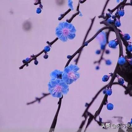金子健身舞