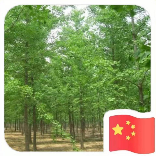 GinkGO-GinkGO-GinkGO