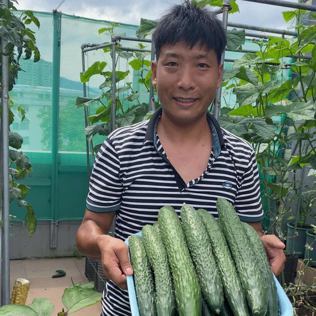 彭小虎的楼顶小菜园儿