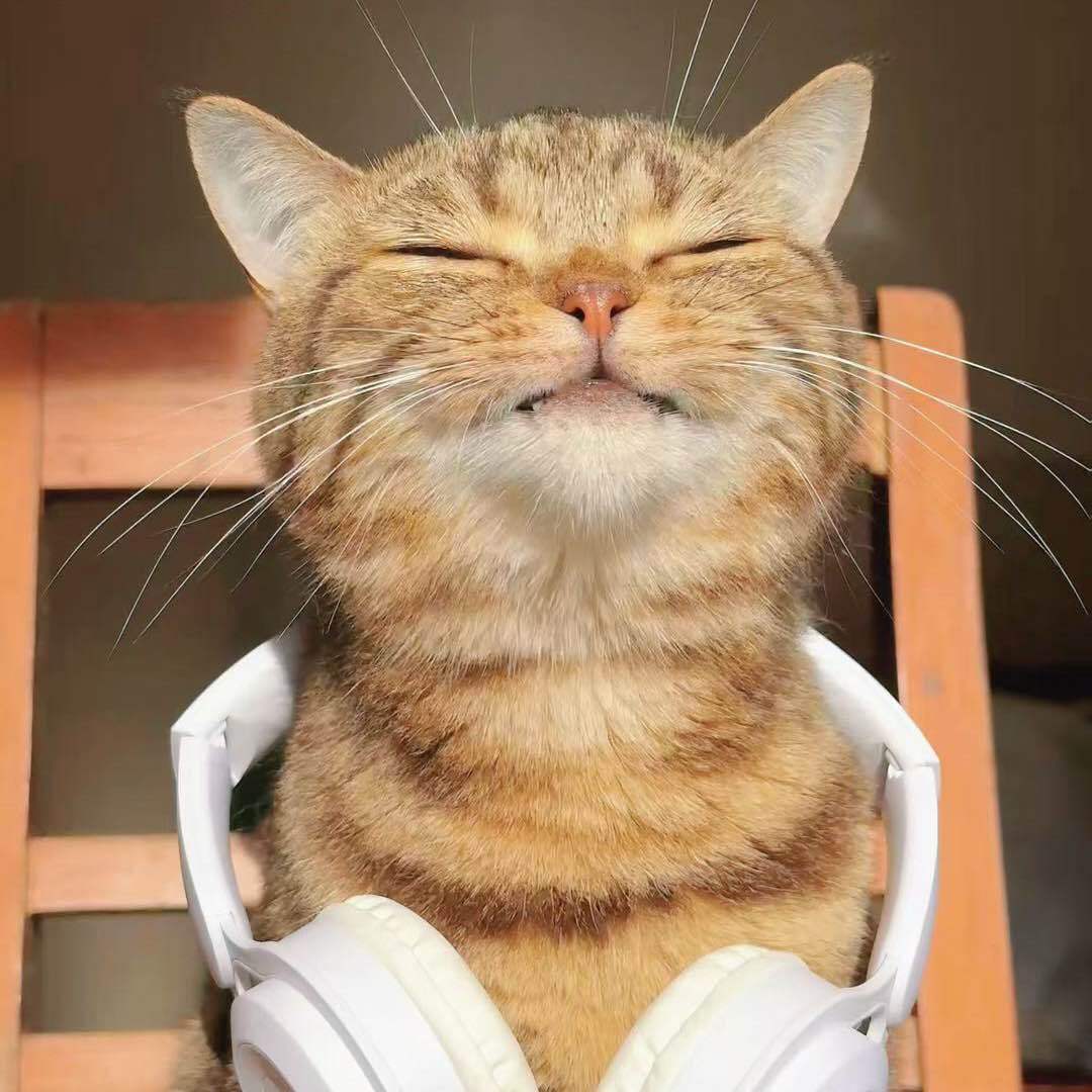 发财是只喵-治愈系