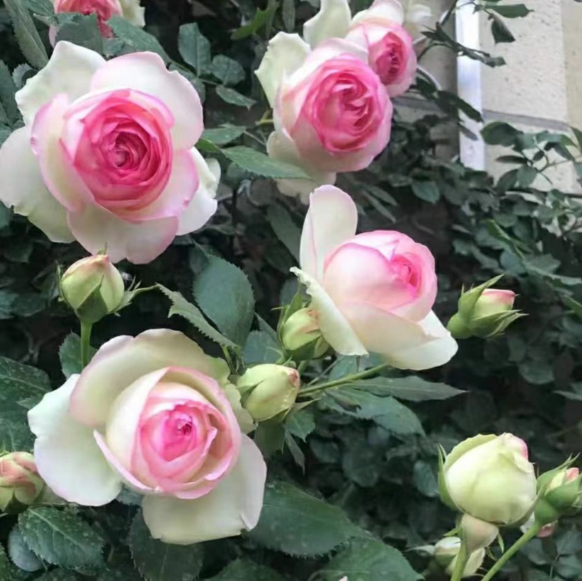 芳香花园花卉