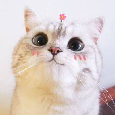 贝贝养宠