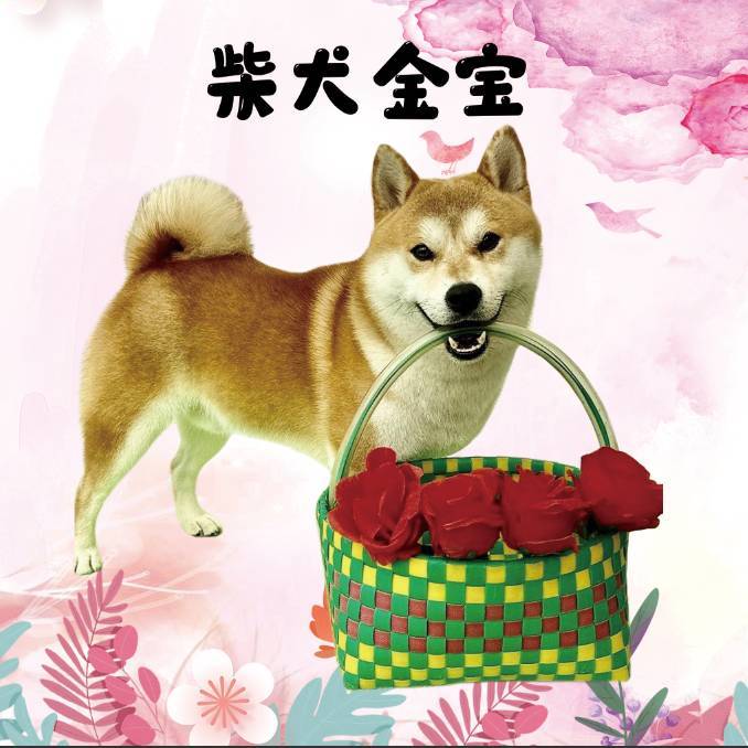 柴犬金宝原创