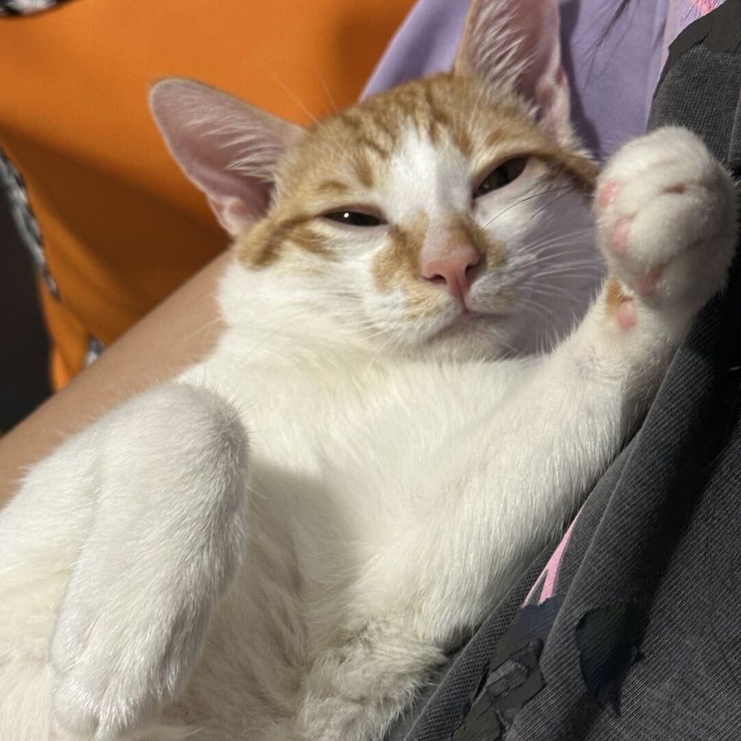 肌肉霸王猫