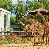 动物园的.长颈鹿