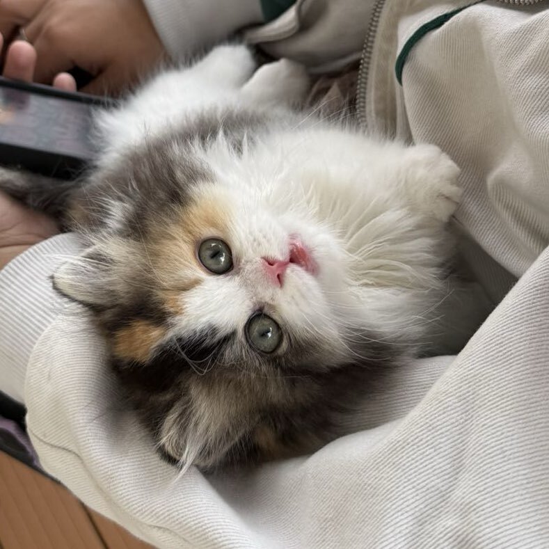 昭君小咪蜂