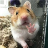 小小熊鼠置顶视频出熊