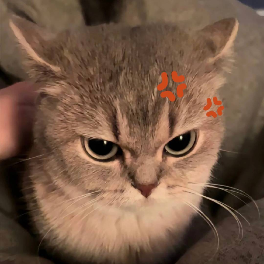 小伟崽鸭