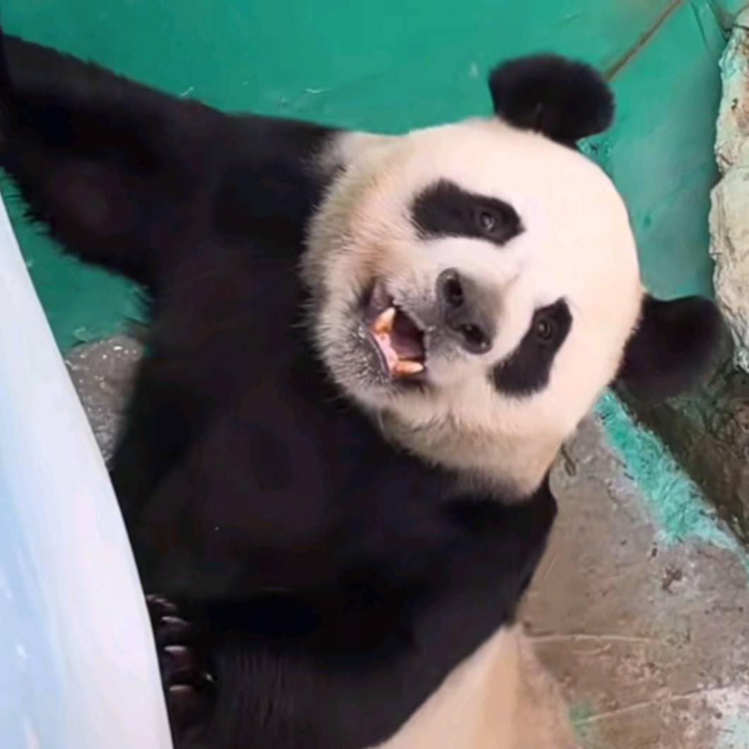 老实巴交的灵岩