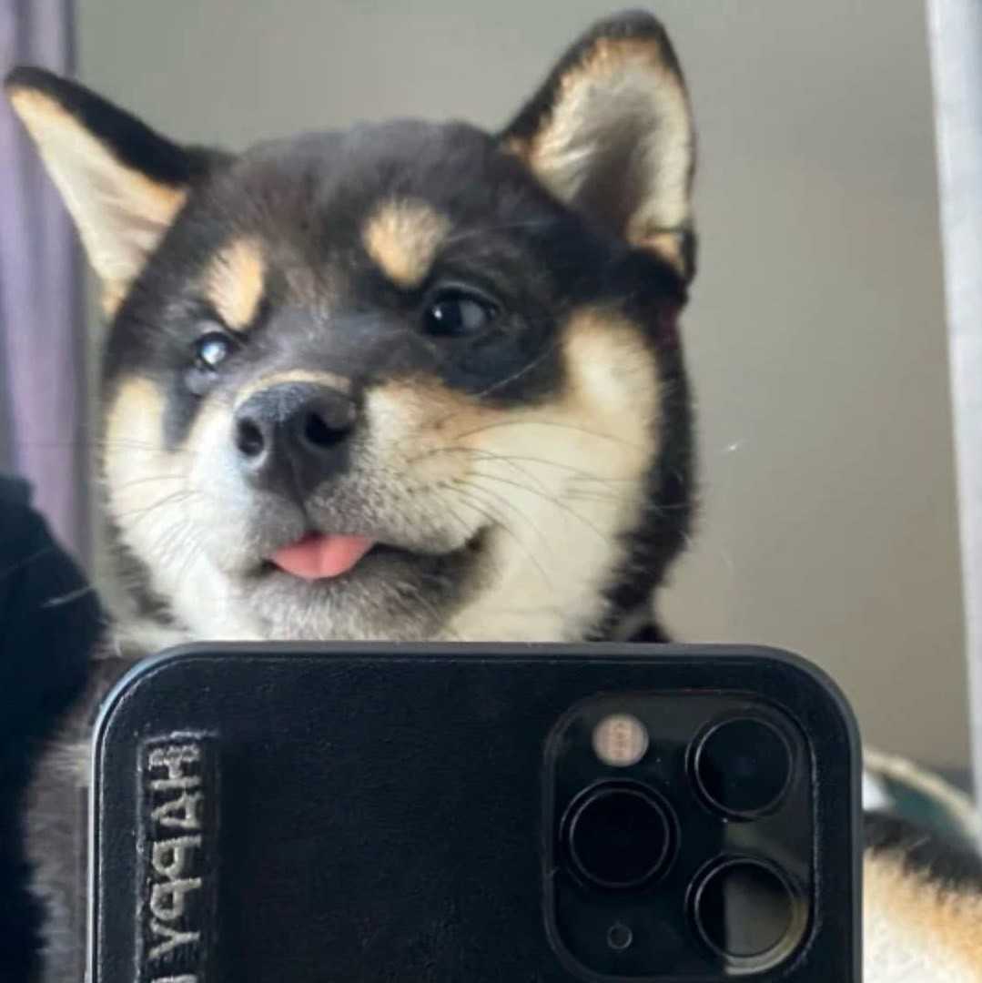 柴犬奥利奥
