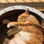 随庵主人
