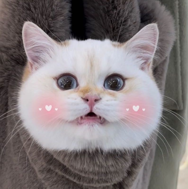 柠檬茶有只猫