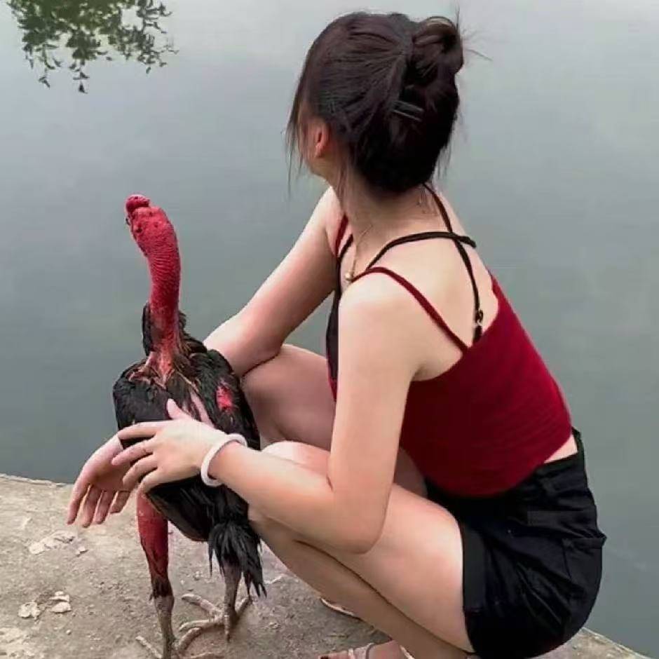 越南斗鸡养殖创业时代