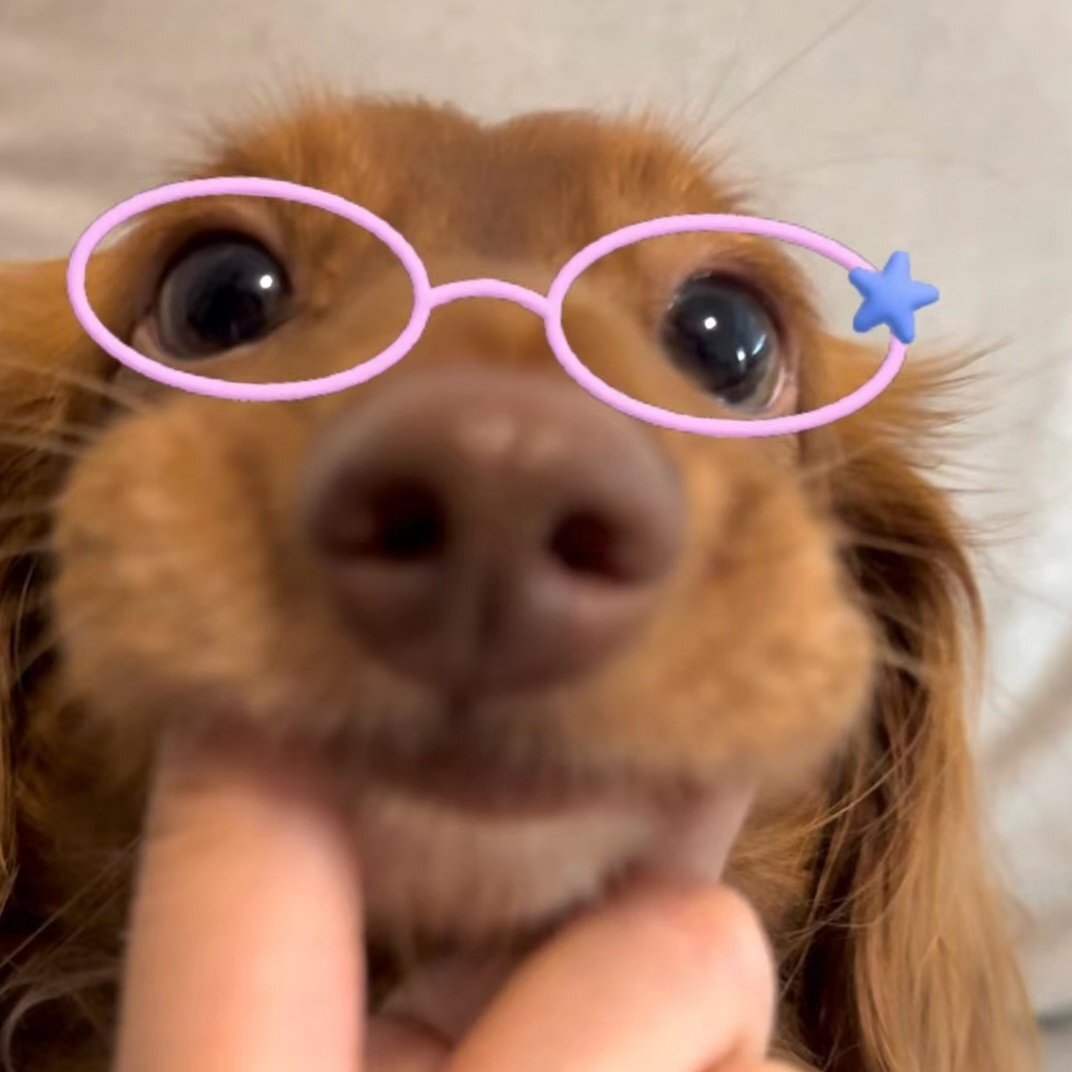 願望是成爲快乐小狗