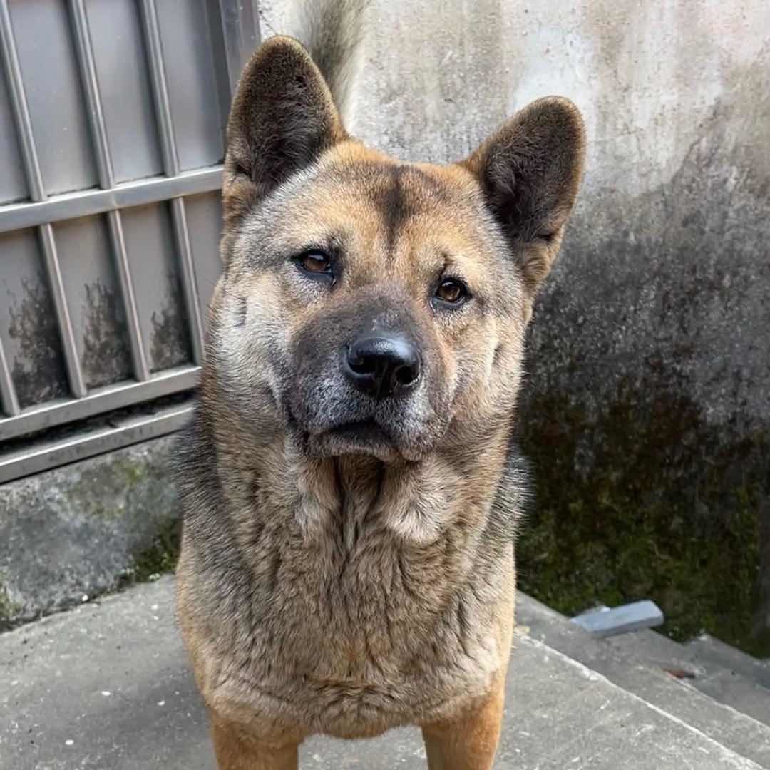 田园犬多多