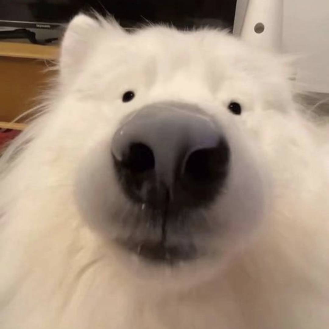 橘白oy每天十公里版+电子猫猫版