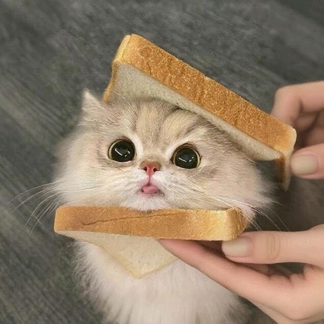 小恬动物圈