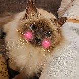 猫der和饭饭的日常