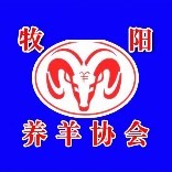 景川牧阳剪毛小伙