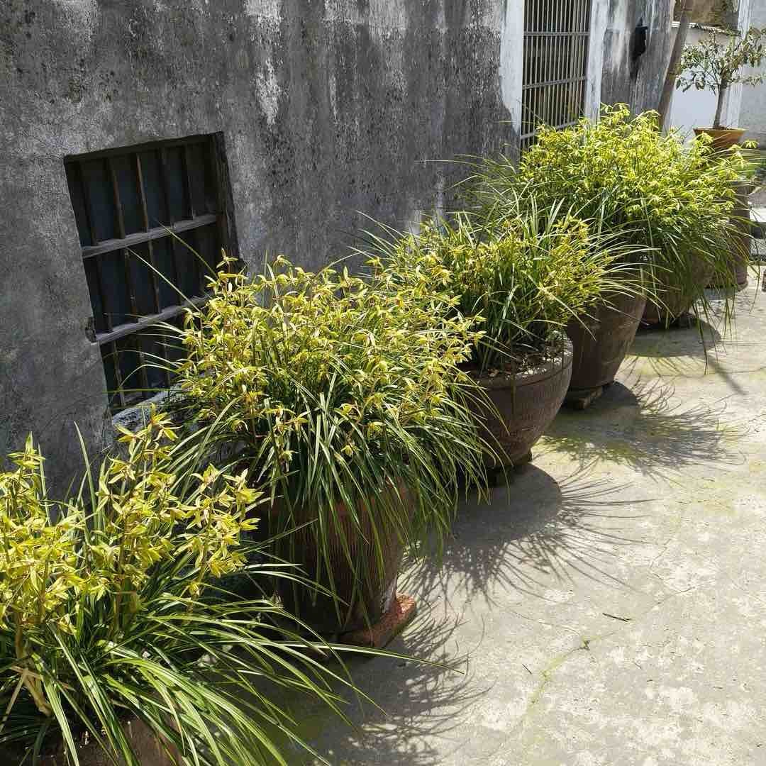 李粱花卉