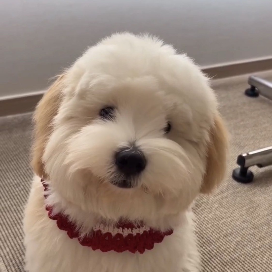 段段家的面纱犬