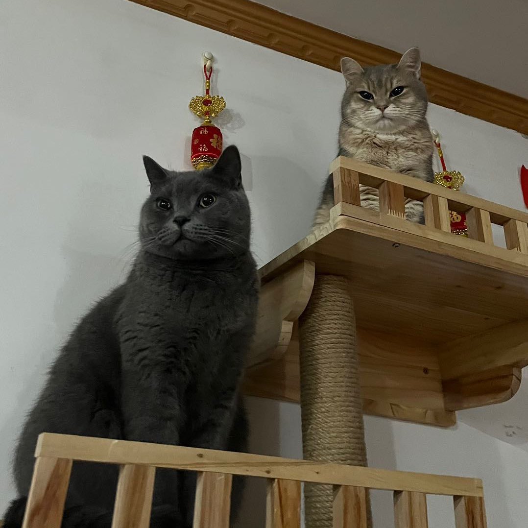 一猫一世界