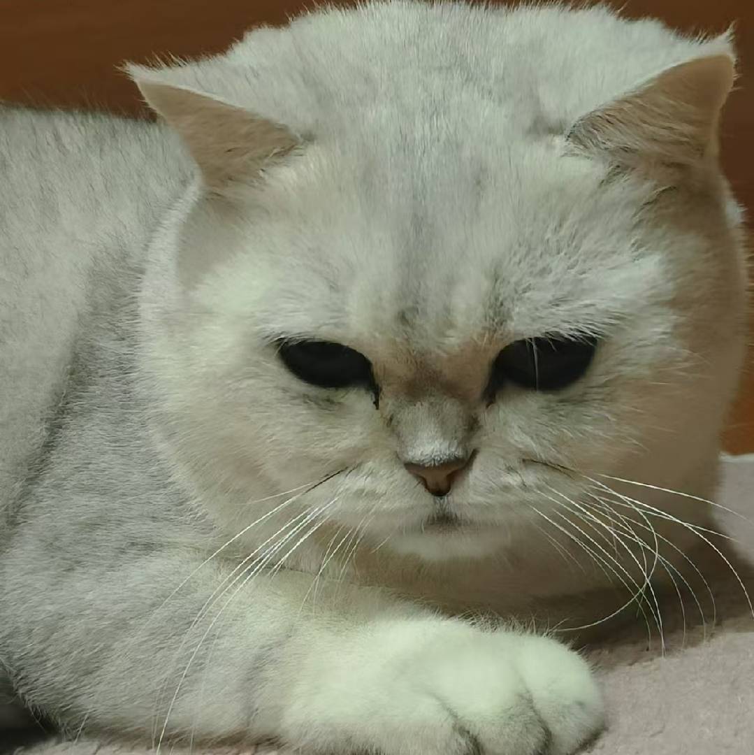 汪星人在猫星球