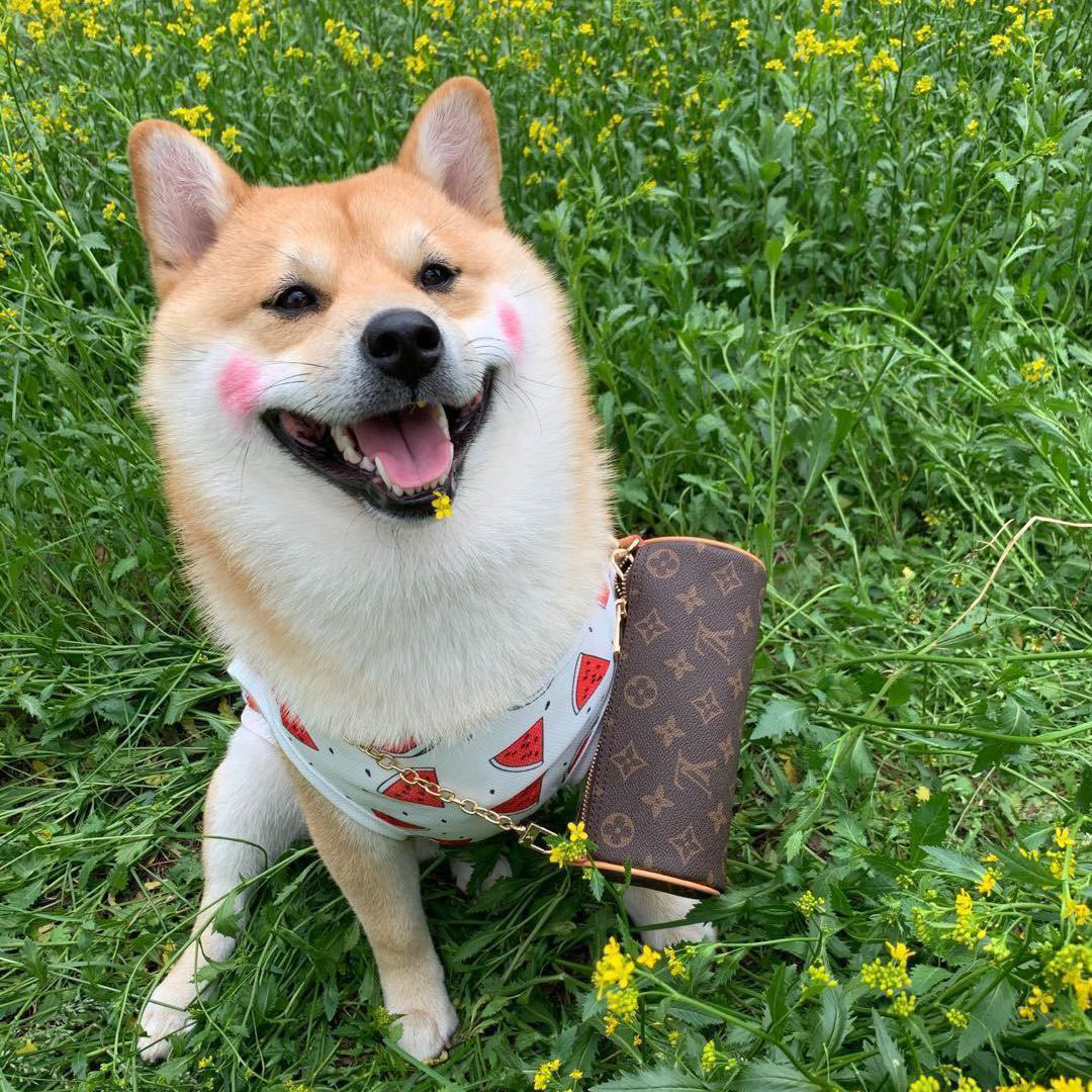 柴犬嗨皮的箱包店