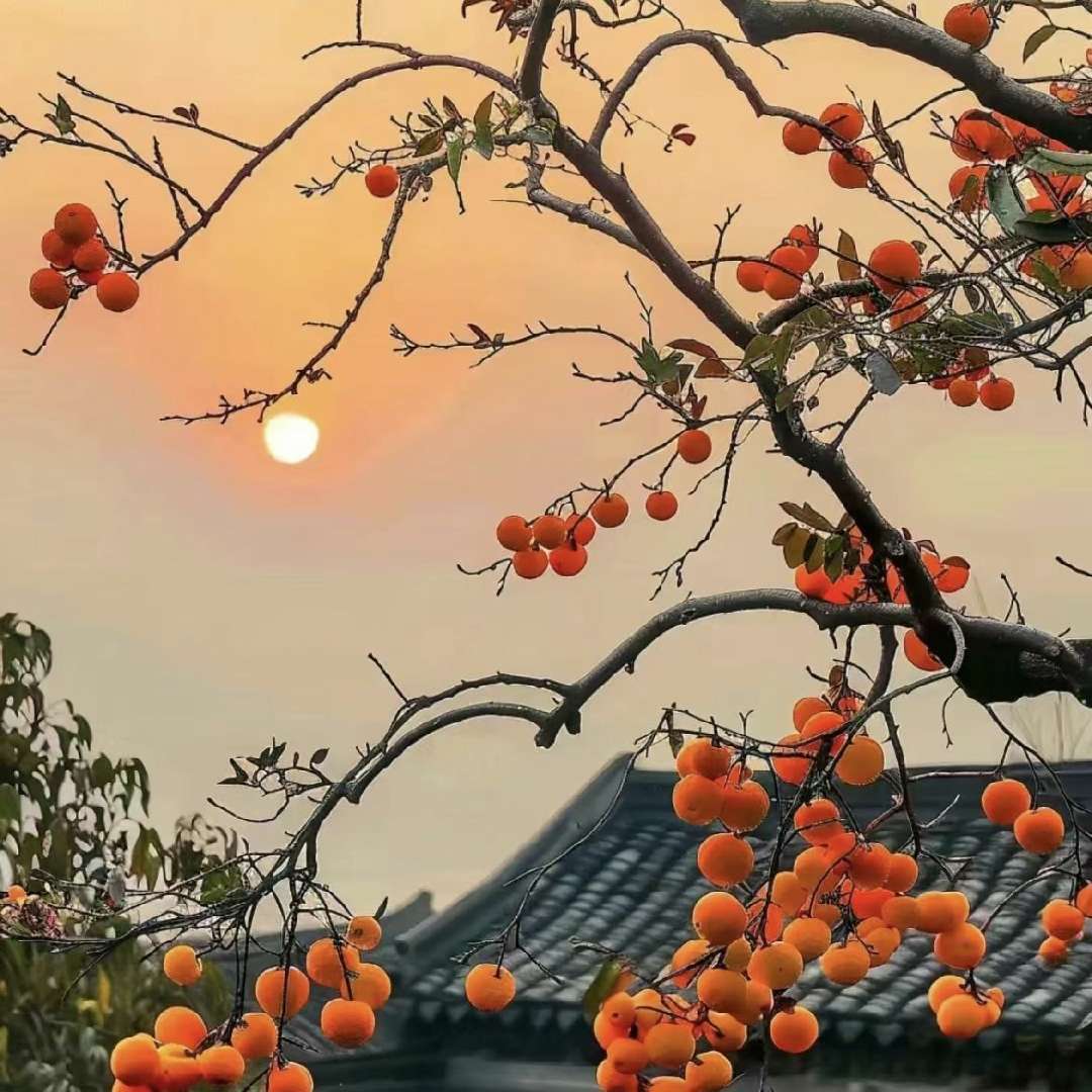 司聪心学智慧