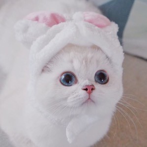 蓝眼睛的白糖糖