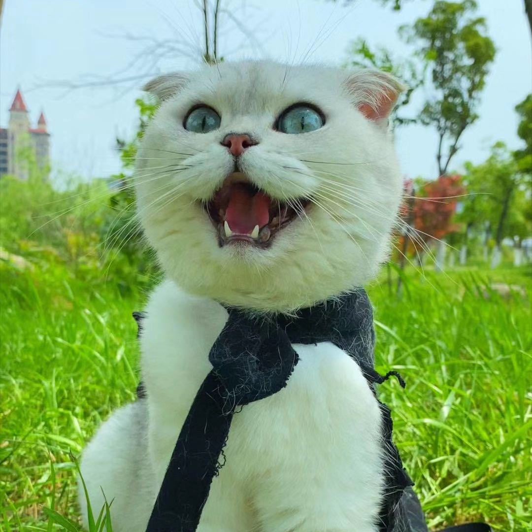 猫狗双全的二疯麻麻