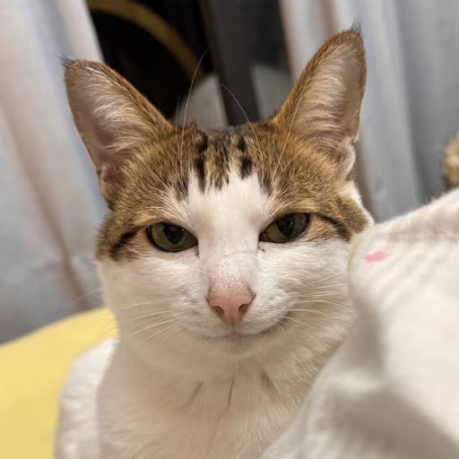 嗷呜一口吃掉你--