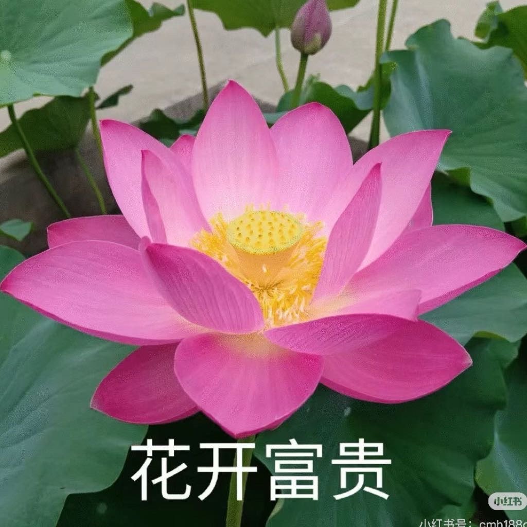智偷电瓶女战神a