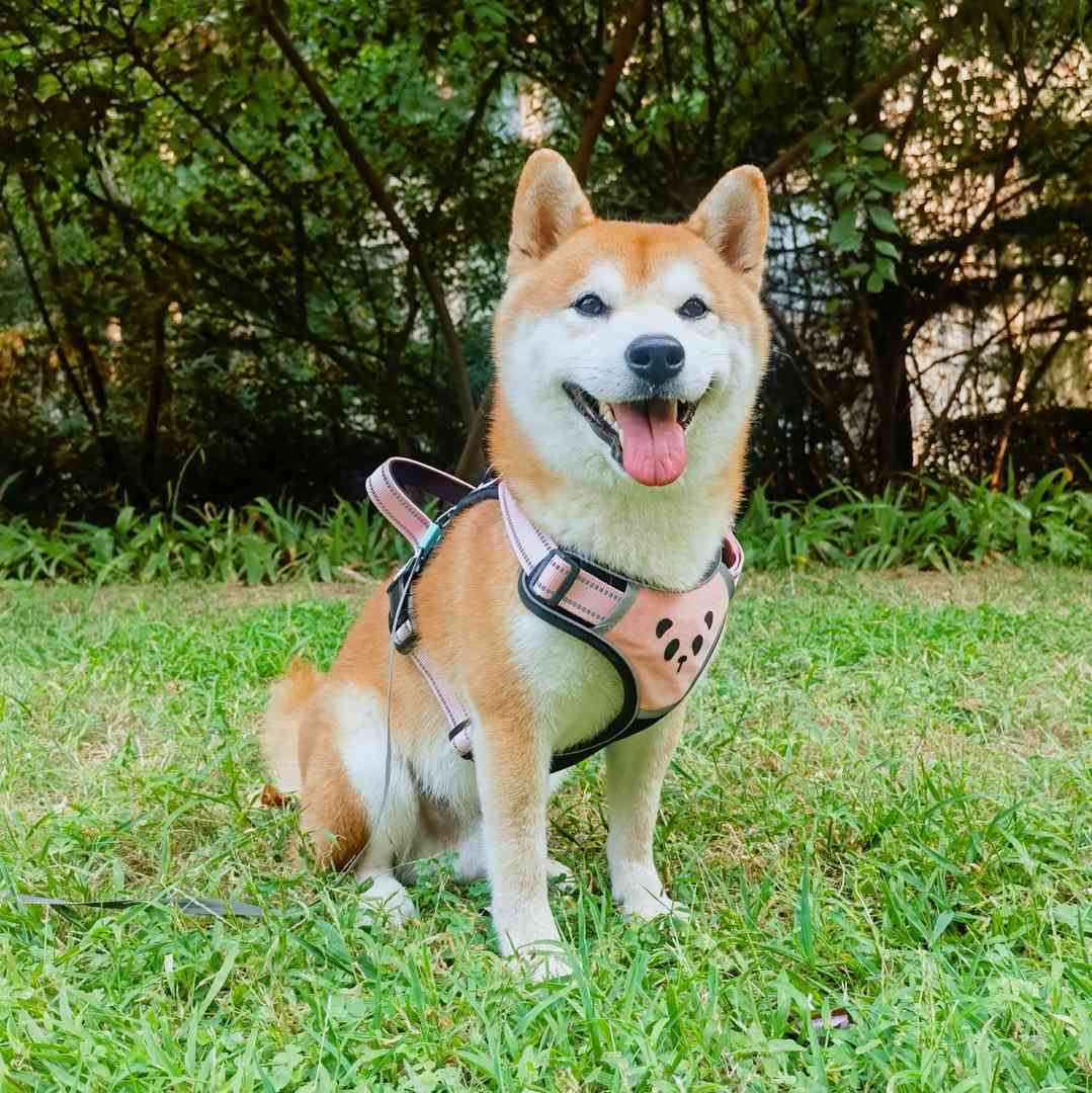 大志柴犬日常生活