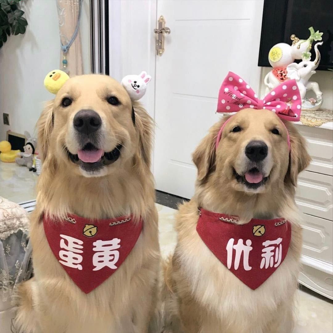 金毛蛋黄很开心