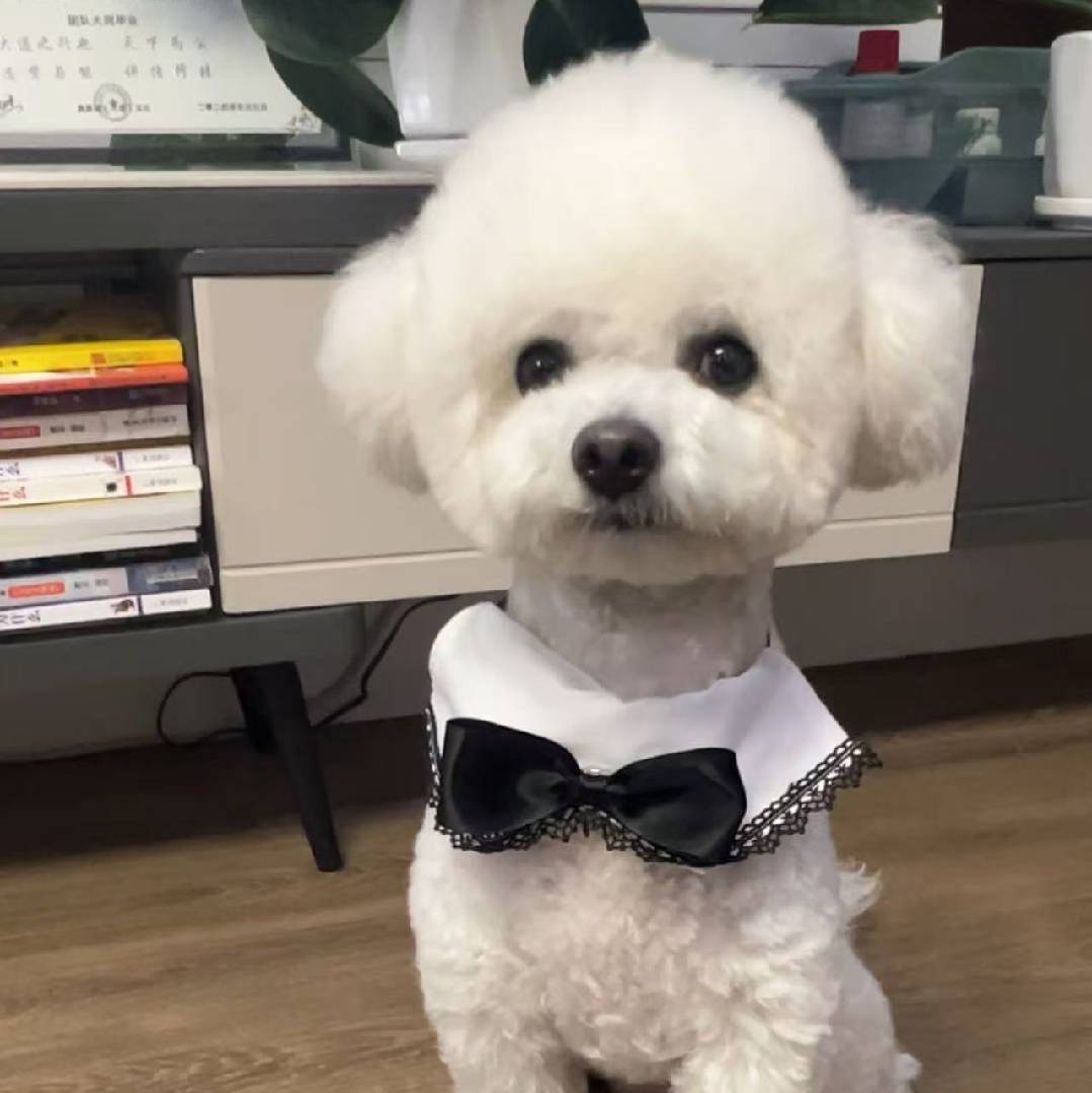 比熊出没小豆包儿