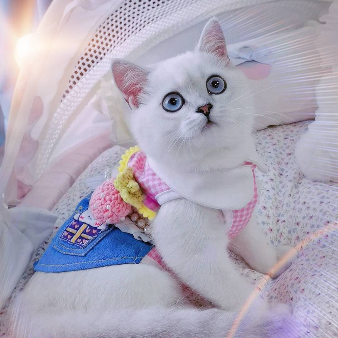 小西米是只淘气喵