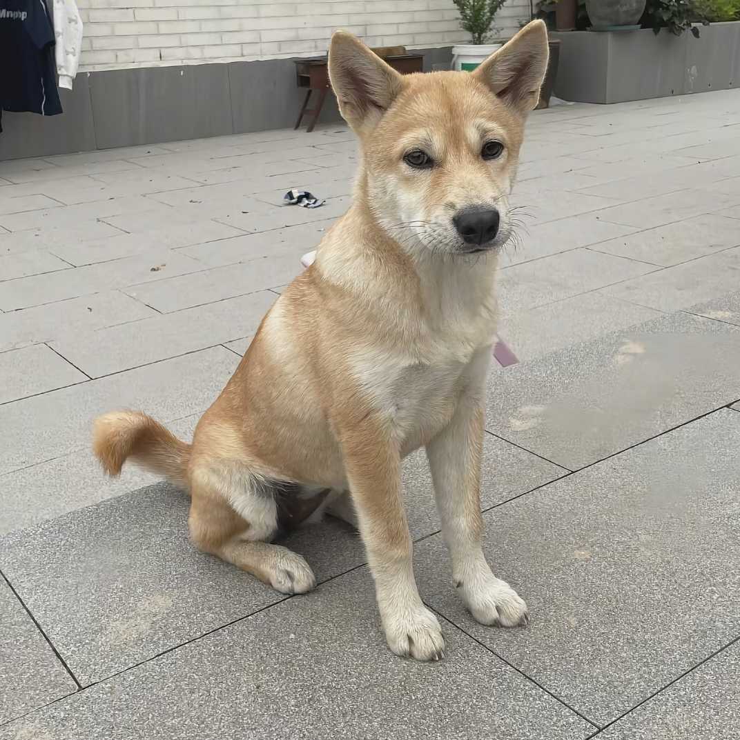 远安九久