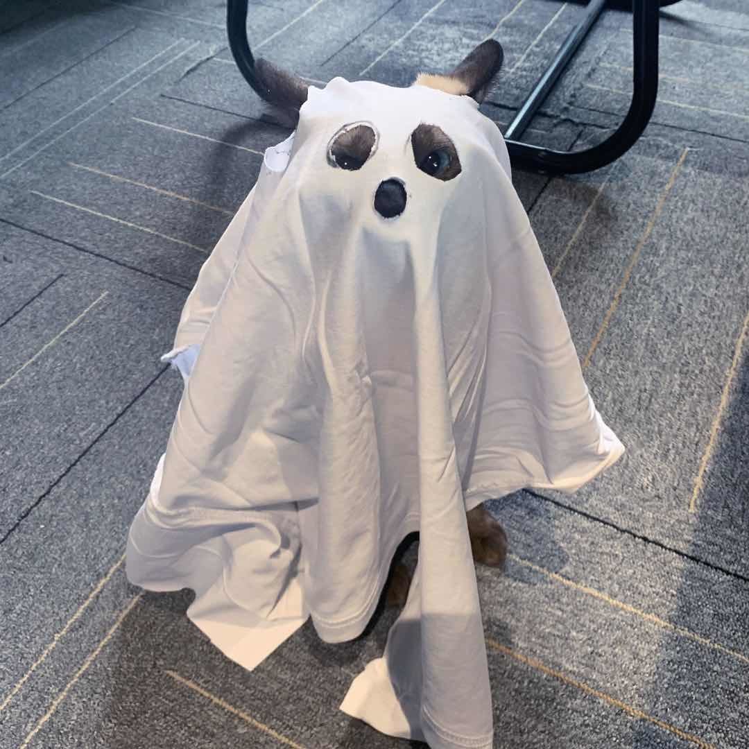 不情愿出演的芥末