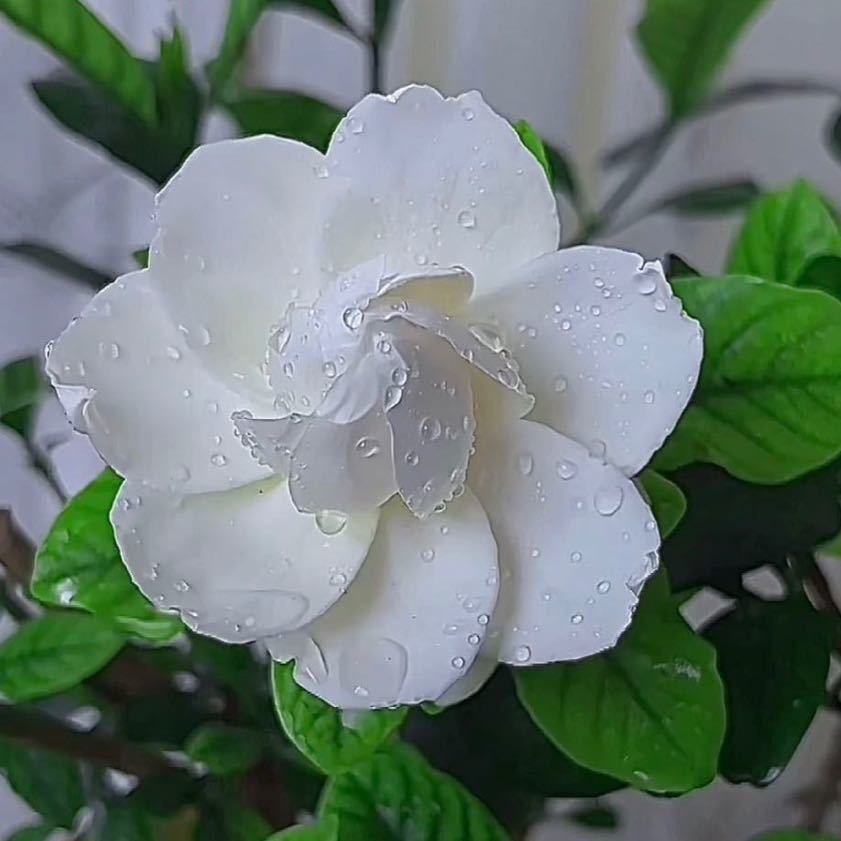 夏芝妤