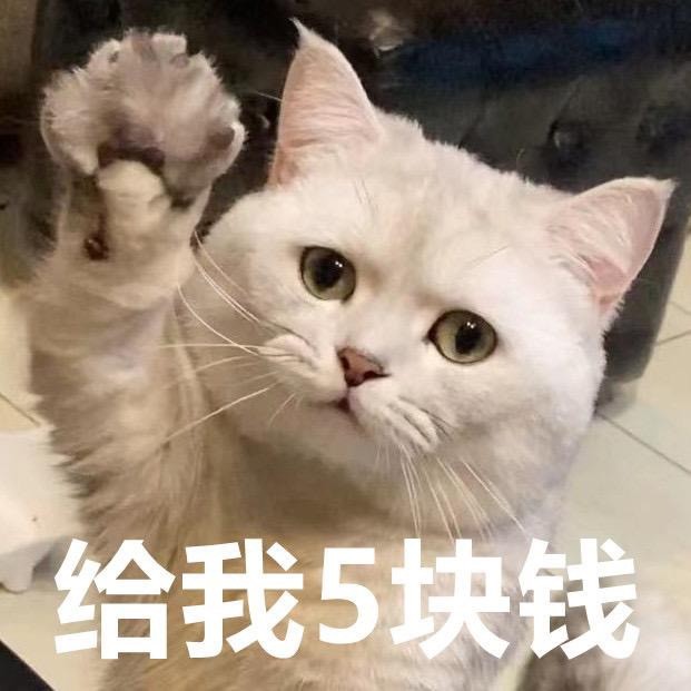 迷你猫张嘟嘟