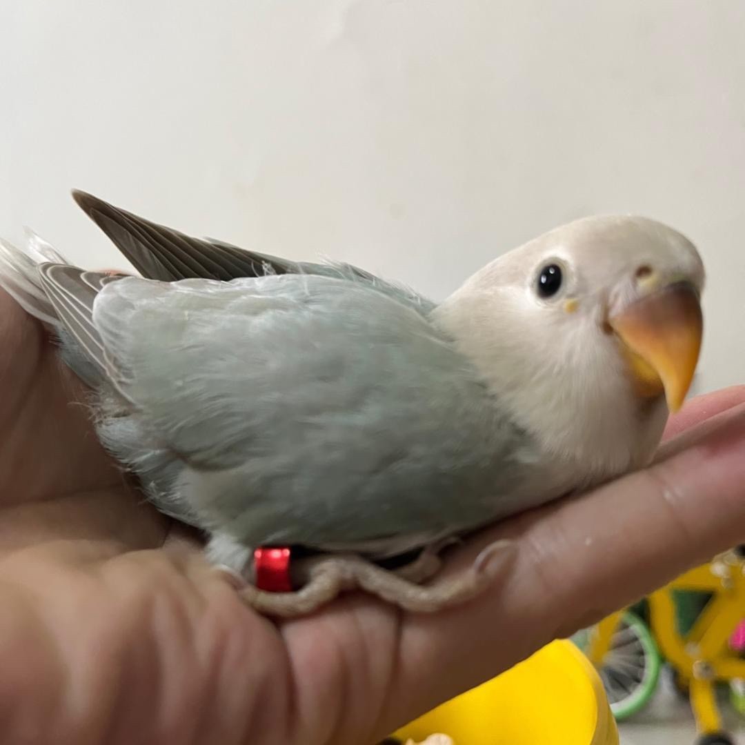 鹦鹉小乐趣