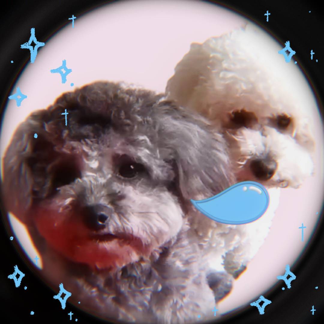 lucky和雪蛋的日常